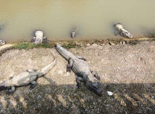 爬上岸的扬子鳄