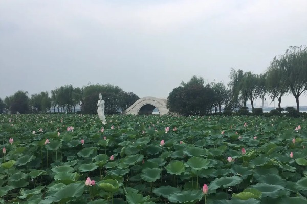 团氿风景区的荷花池