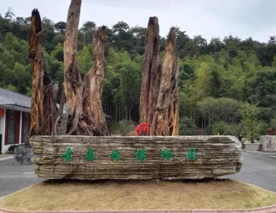 古森林博物园的古化石