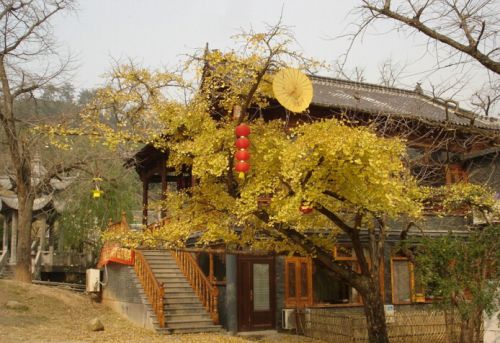 古银杏长廊的杏树