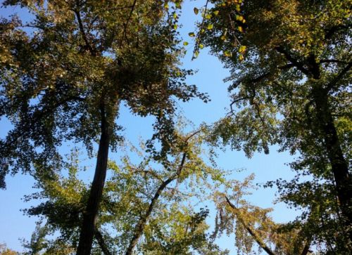 蓝天下的银杏树