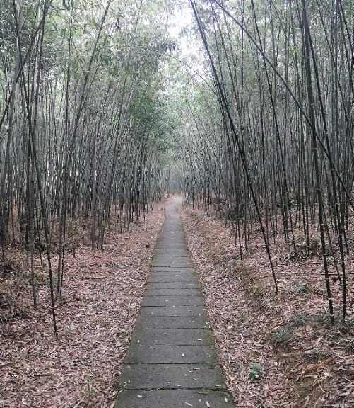 中南百草园的淡竹林