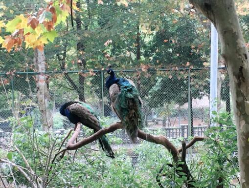 中南百草园的孔雀