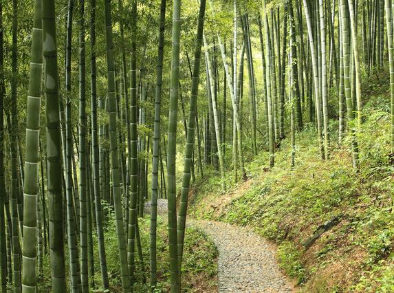 江南天池大竹海